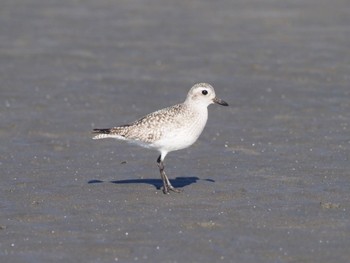 ダイゼン ふなばし三番瀬海浜公園 2024年1月14日(日)