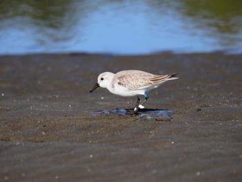 Sanderling Sambanze Tideland Sun, 1/14/2024