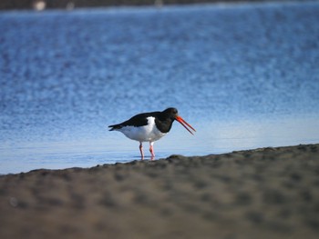 Eurasian Oystercatcher Sambanze Tideland Sun, 1/14/2024