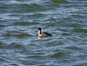 Red-breasted Merganser Sambanze Tideland Sun, 1/14/2024