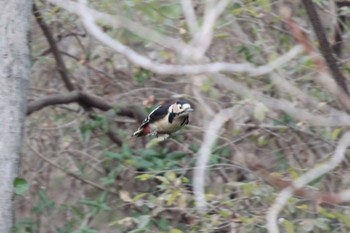 Great Spotted Woodpecker Unknown Spots Wed, 1/3/2024