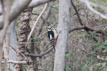 Great Spotted Woodpecker Unknown Spots Wed, 1/3/2024