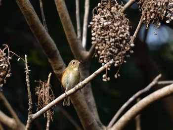 2024年1月13日(土) 東京港野鳥公園の野鳥観察記録