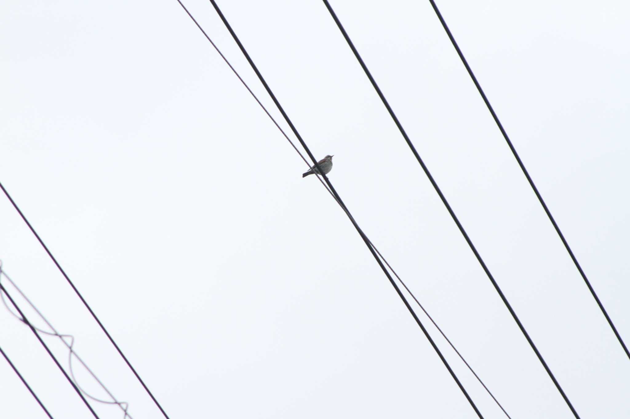 Photo of Dusky Thrush at 二宮町 by 烏山トリ太郎