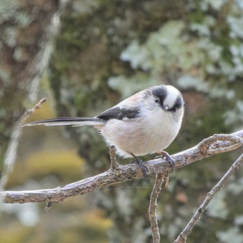 2024年1月7日(日) 日本, 京都府, 疏水の野鳥観察記録