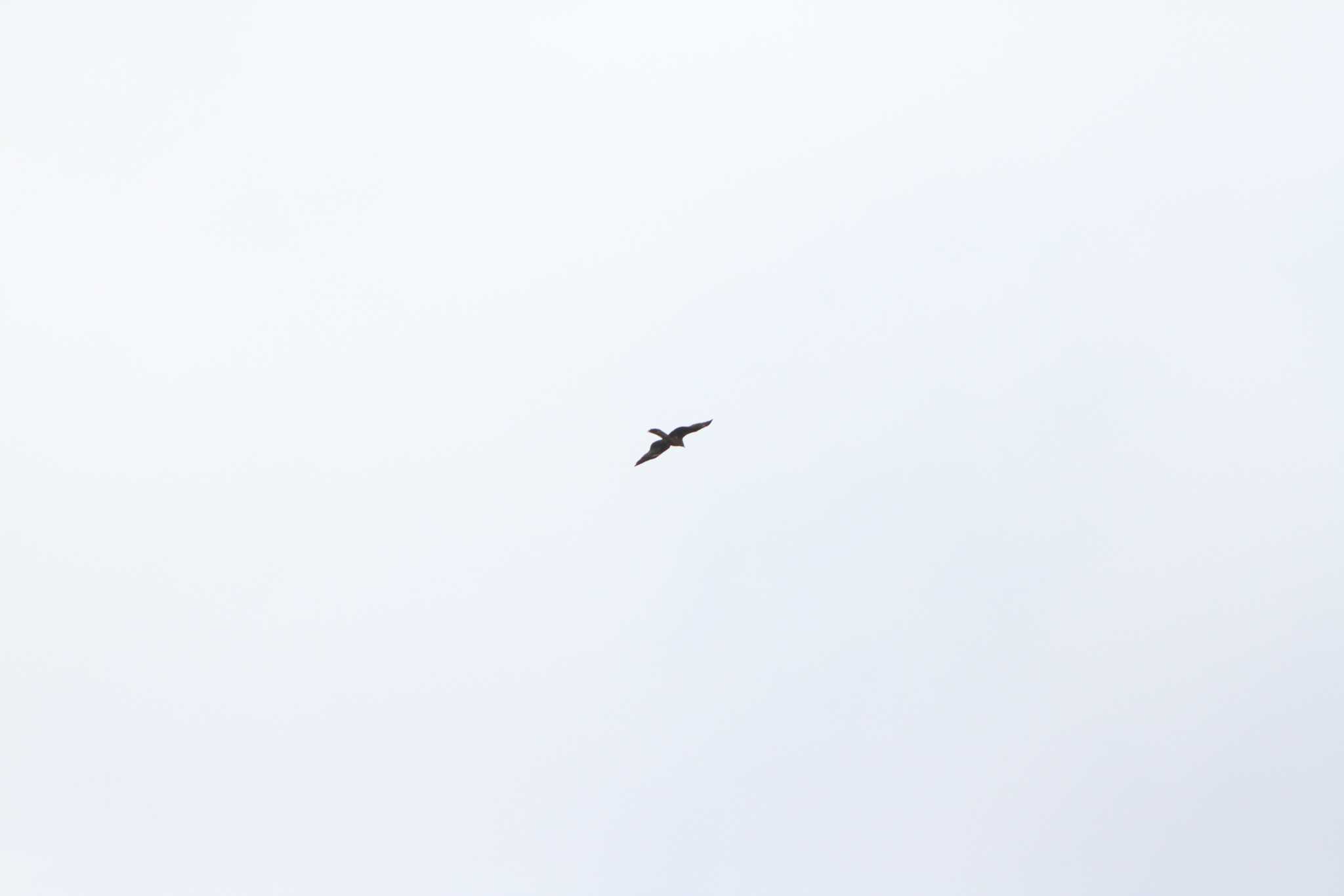 Photo of Eastern Buzzard at 神奈川県平塚駅 by 烏山トリ太郎