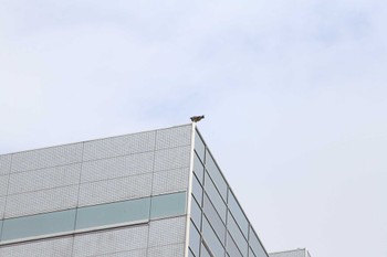 Eastern Buzzard 神奈川県平塚駅 Fri, 2/2/2018