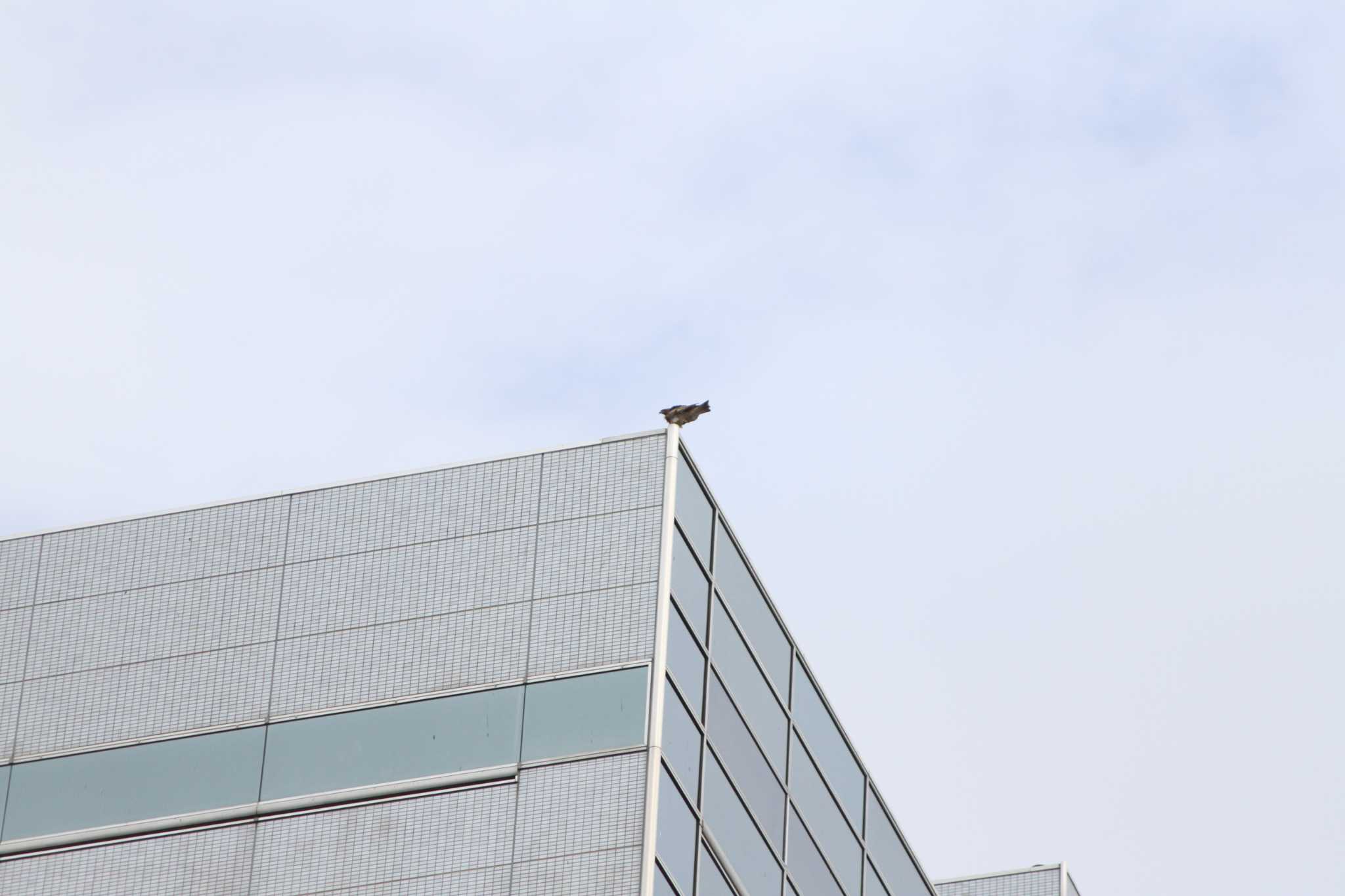 Photo of Eastern Buzzard at 神奈川県平塚駅 by 烏山トリ太郎