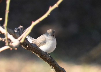 Red-breasted Flycatcher 東京都 Sun, 1/7/2024