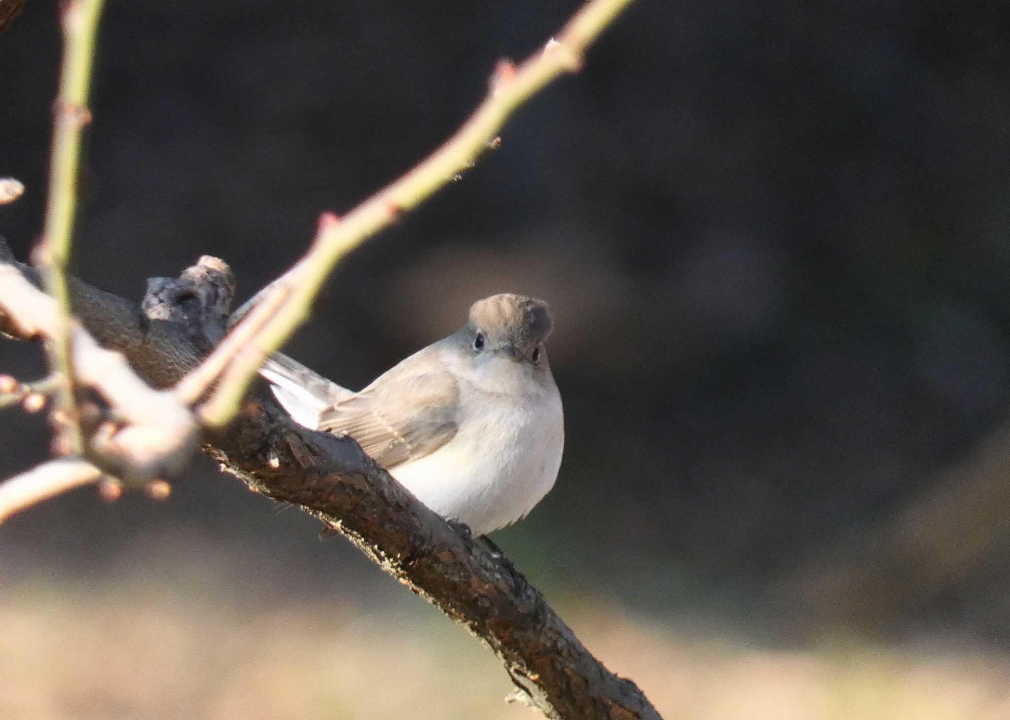 Photo of Red-breasted Flycatcher at 東京都 by キビタキ好き