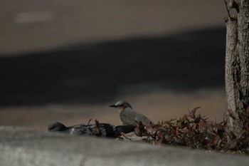 2018年2月20日(火) 千葉県習志野市新習志野駅の野鳥観察記録