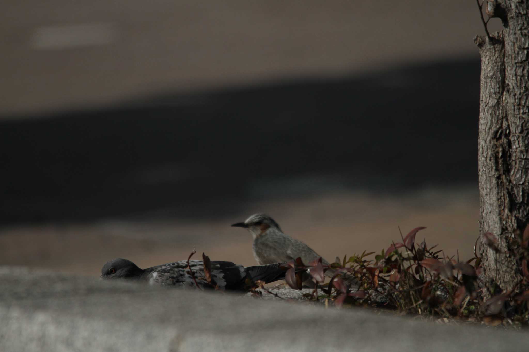 Photo of Brown-eared Bulbul at 千葉県習志野市新習志野駅 by 烏山トリ太郎