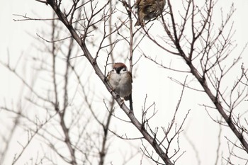 Eurasian Tree Sparrow 千葉県習志野市新習志野駅 Tue, 2/20/2018