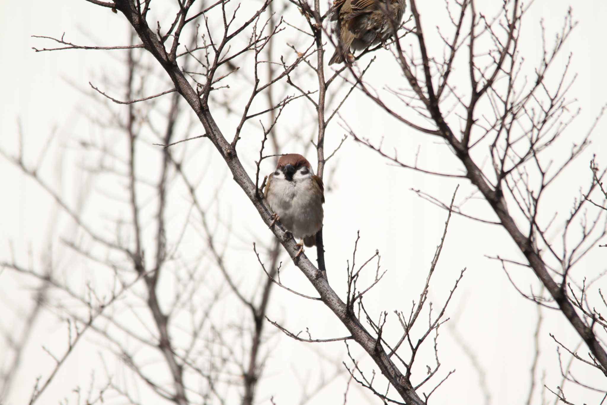 Photo of Eurasian Tree Sparrow at 千葉県習志野市新習志野駅 by 烏山トリ太郎