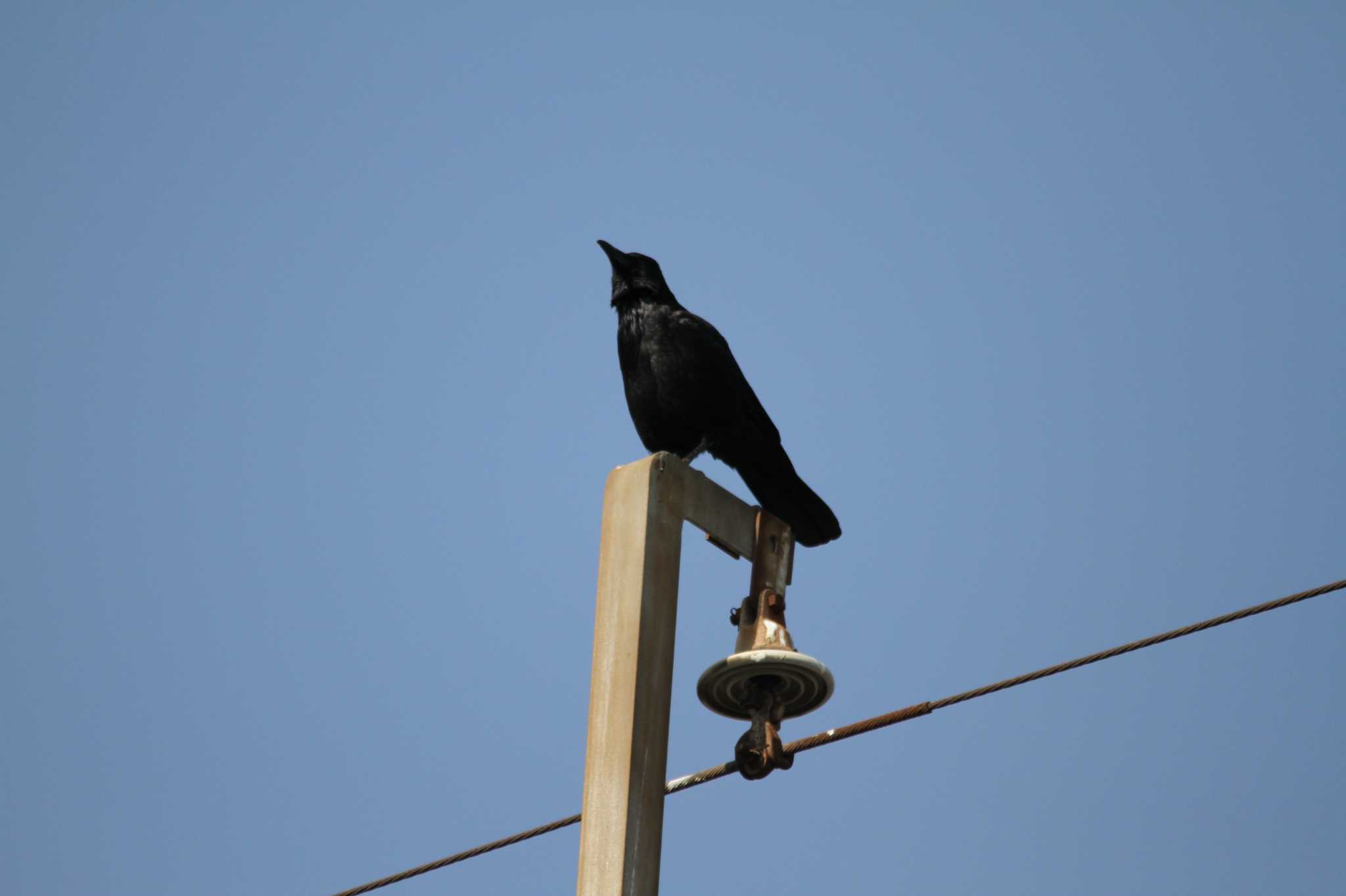 Photo of Carrion Crow at 千葉県習志野市新習志野駅 by 烏山トリ太郎