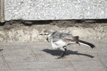 White Wagtail 千葉県習志野市新習志野駅 Tue, 2/20/2018