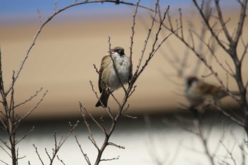 Eurasian Tree Sparrow 千葉県習志野市新習志野駅 Tue, 2/20/2018