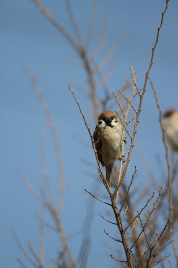 Eurasian Tree Sparrow 千葉県習志野市新習志野駅 Tue, 2/20/2018