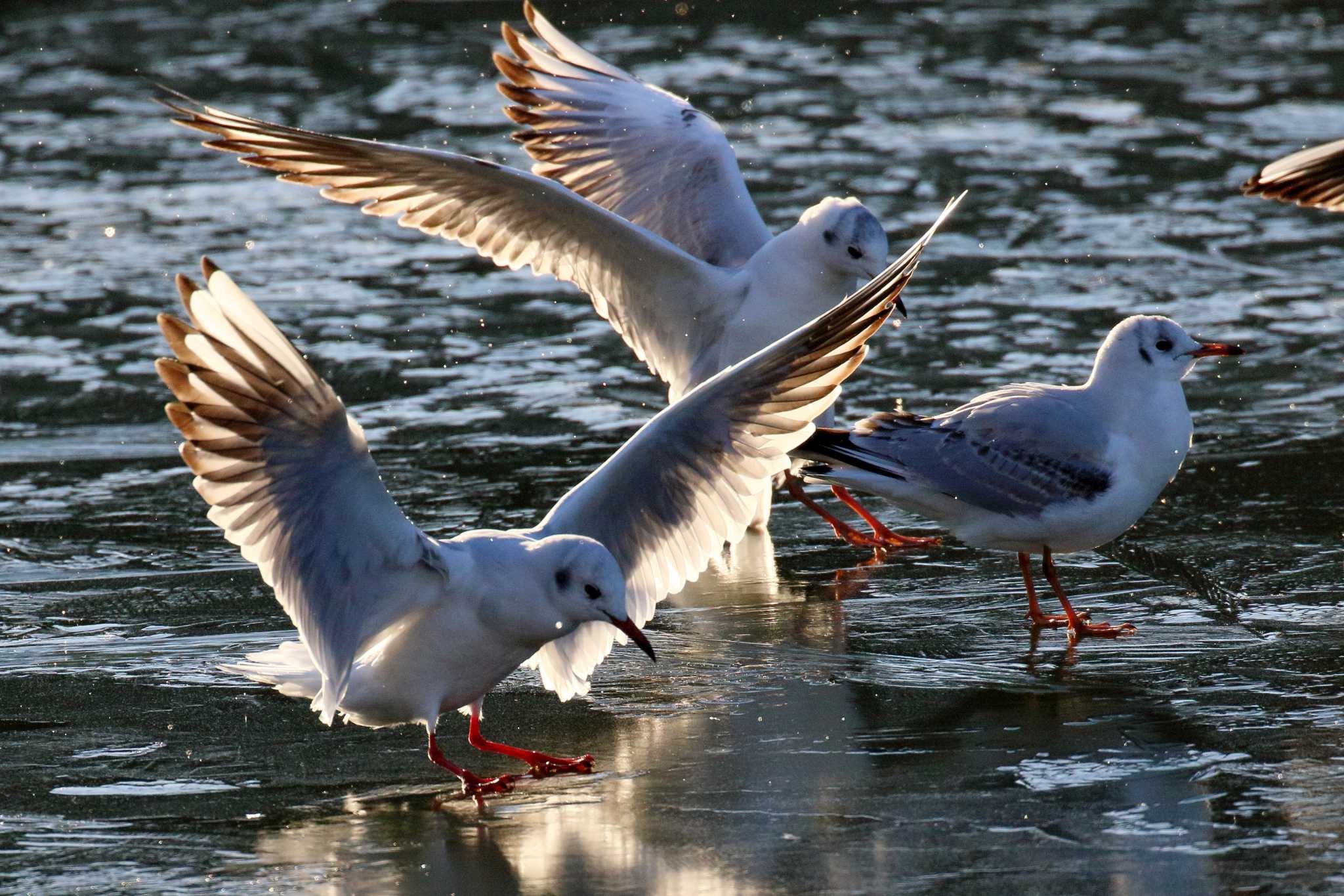 Photo of Black-headed Gull at 名城公園 by 紅孔雀