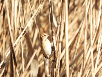 Sun, 1/14/2024 Birding report at 平城宮跡