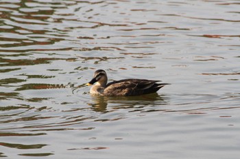 Eastern Spot-billed Duck 小田原城址公園(小田原城) Wed, 3/28/2018