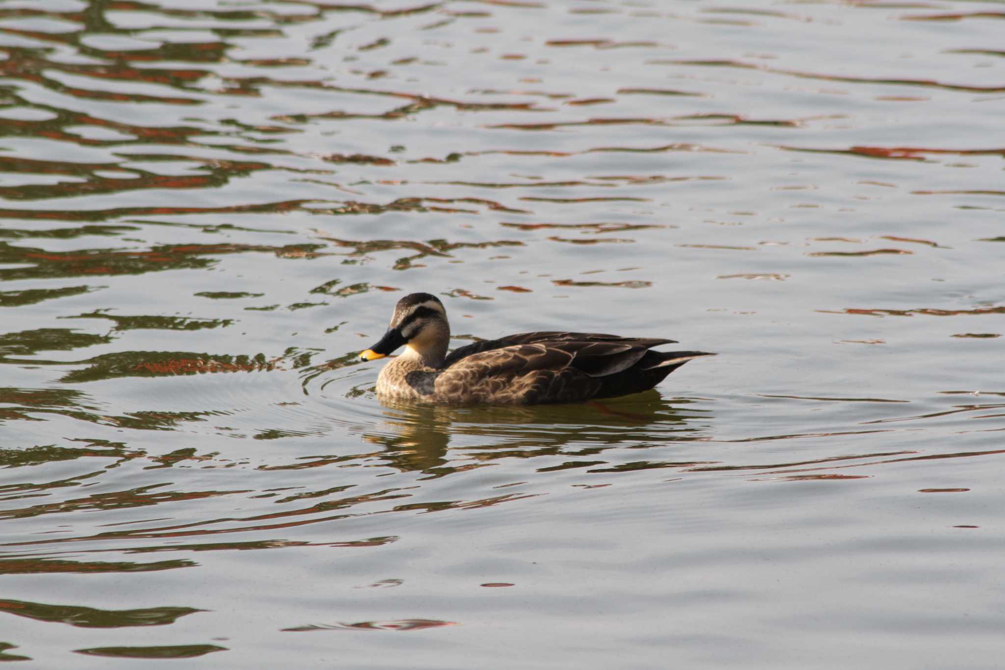 Photo of Eastern Spot-billed Duck at 小田原城址公園(小田原城) by 烏山トリ太郎