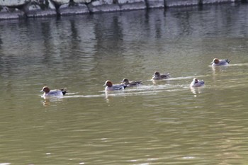 Eurasian Wigeon 小田原城址公園(小田原城) Wed, 3/28/2018