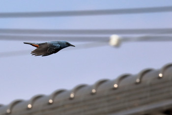 Blue Rock Thrush 瀬戸市 Mon, 4/30/2018