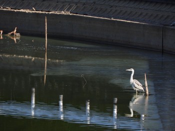 アオサギ 平城宮跡 2024年1月14日(日)