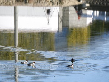 ミコアイサ 平城宮跡 2024年1月14日(日)