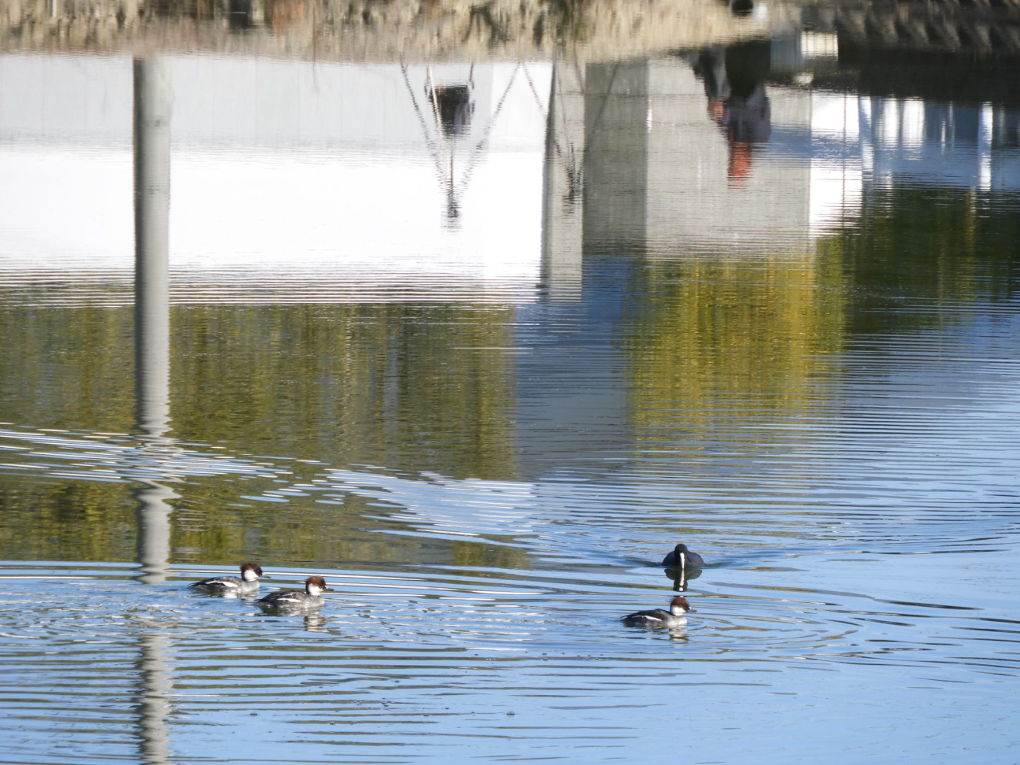 平城宮跡 ミコアイサの写真 by sweets