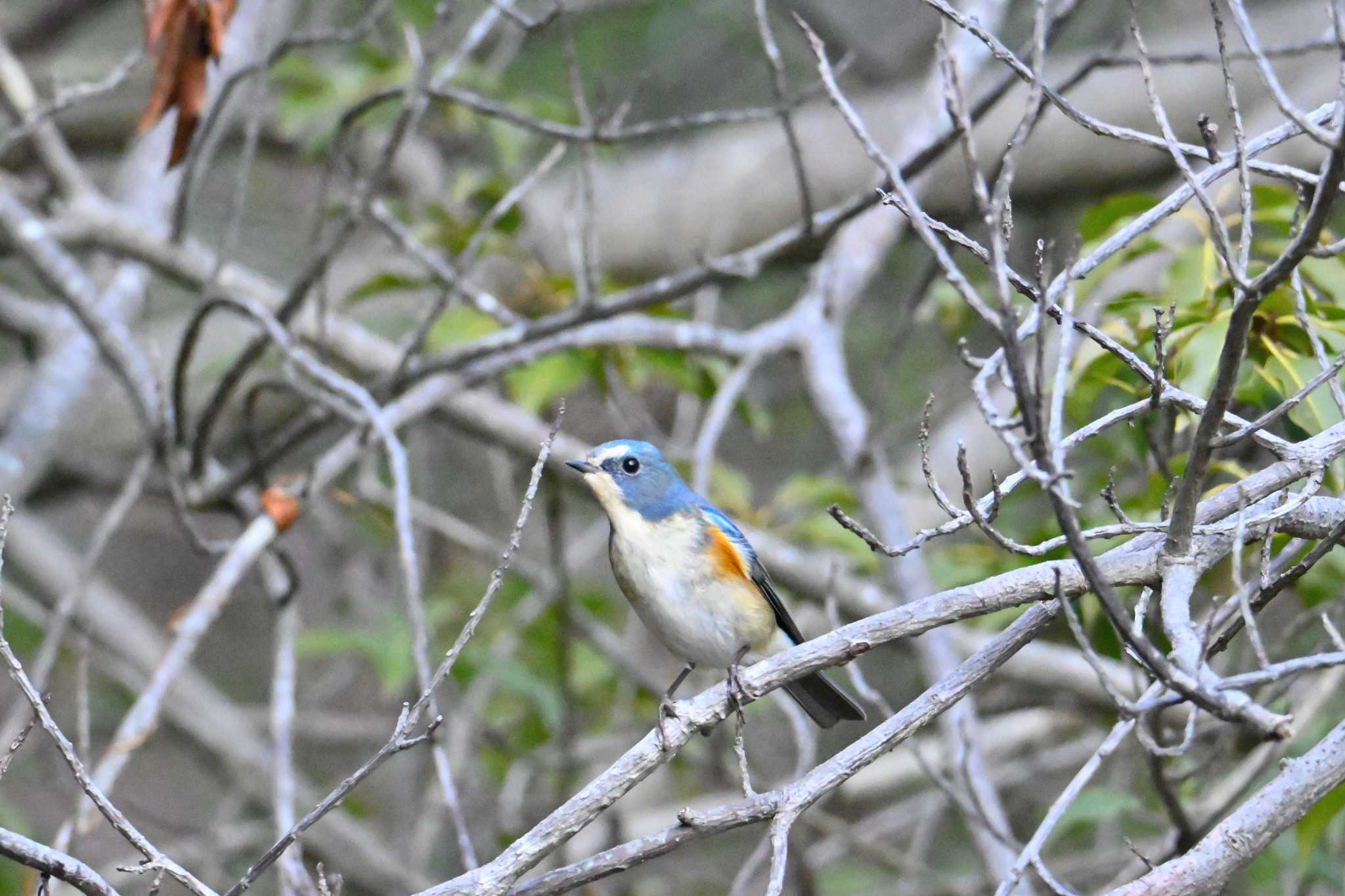 Red-flanked Bluetail