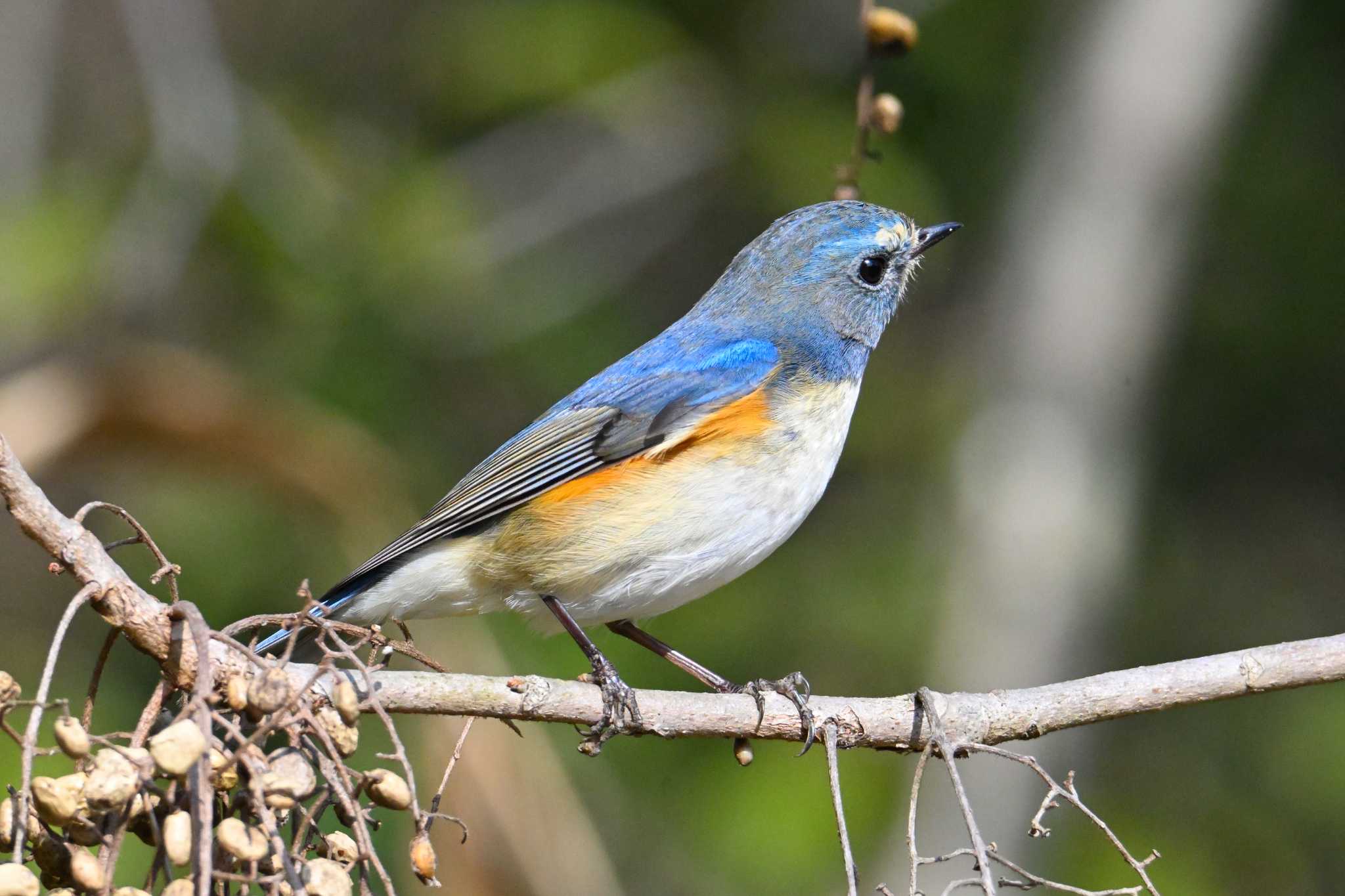 Red-flanked Bluetail