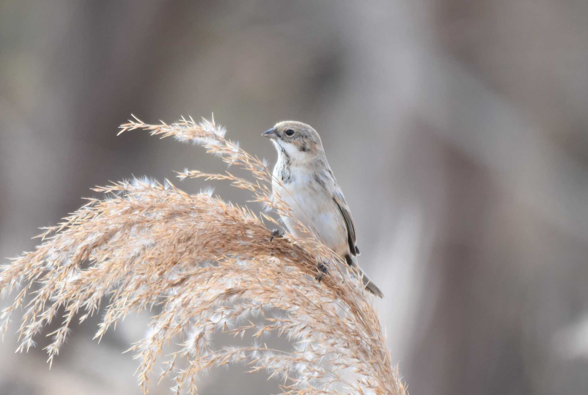 Photo of Pallas's Reed Bunting at 多摩川 by みやさん