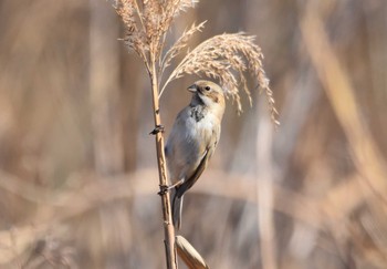 Pallas's Reed Bunting 多摩川 Sat, 1/13/2024