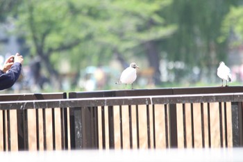 2018年4月22日(日) 不忍池(上野恩賜公園)の野鳥観察記録