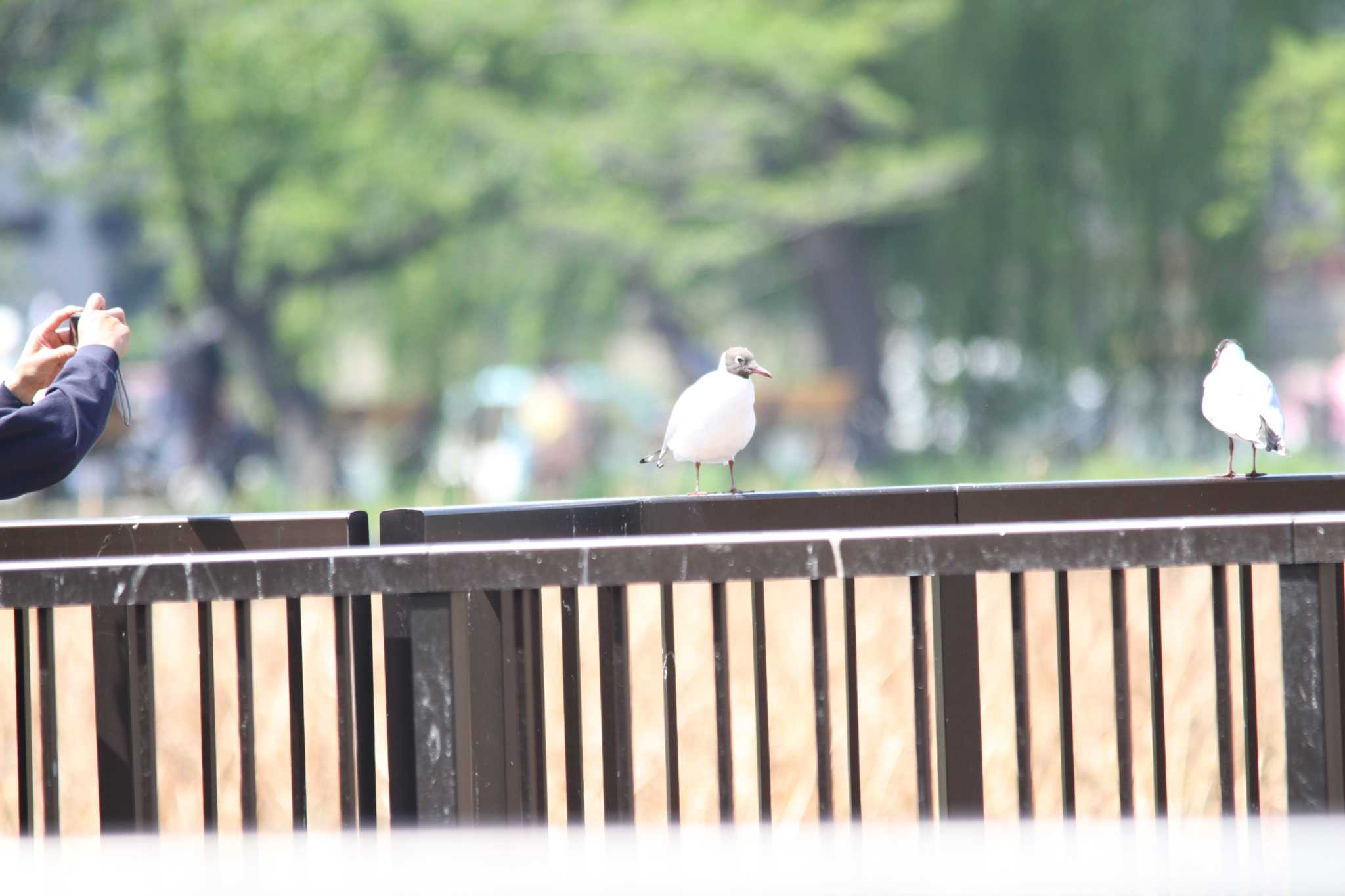 不忍池(上野恩賜公園) ユリカモメの写真 by 烏山トリ太郎