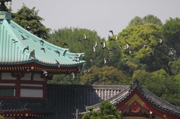 カワラバト 不忍池(上野恩賜公園) 2018年4月22日(日)