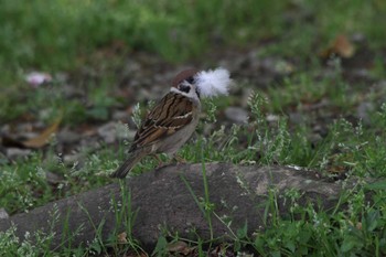 Eurasian Tree Sparrow Shinobazunoike Sun, 4/22/2018