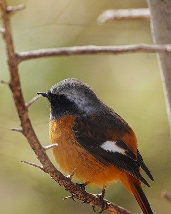 Daurian Redstart Mizumoto Park Sat, 1/13/2024