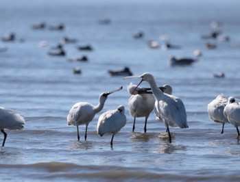 Eurasian Spoonbill Daijugarami Higashiyoka Coast Sun, 1/14/2024