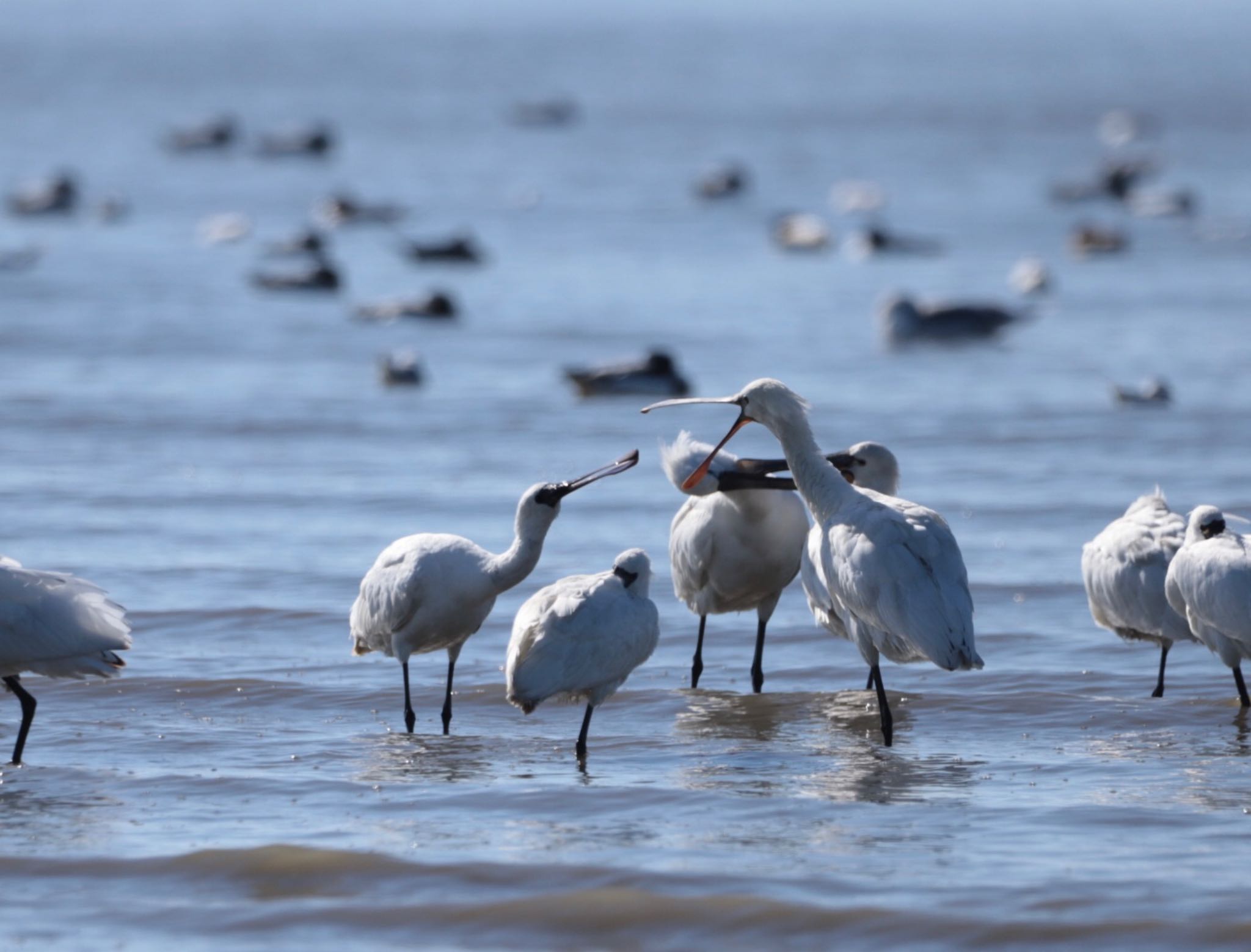 Photo of Eurasian Spoonbill at Daijugarami Higashiyoka Coast by ゆういち