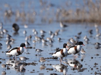 Common Shelduck Daijugarami Higashiyoka Coast Sun, 1/14/2024