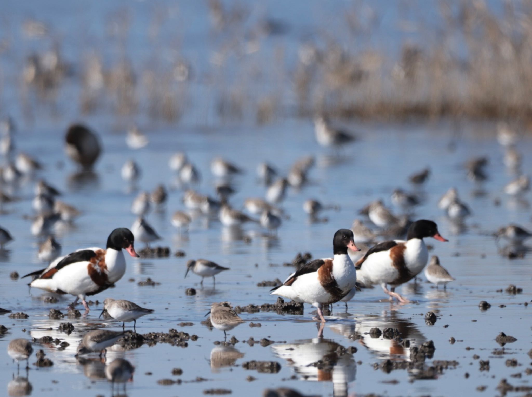 Photo of Common Shelduck at Daijugarami Higashiyoka Coast by ゆういち