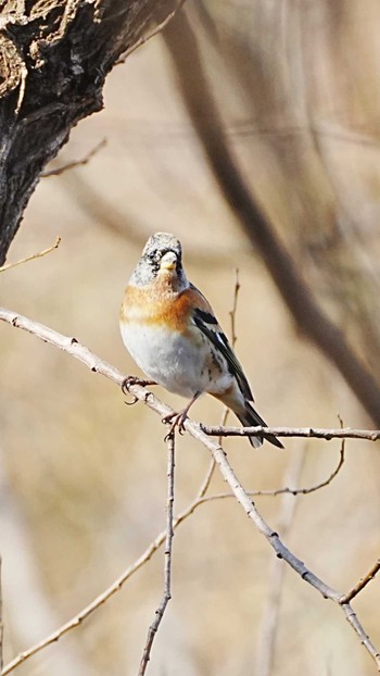 Brambling Mizumoto Park Sat, 1/13/2024