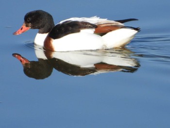 Common Shelduck 岡山笠岡 Sun, 1/14/2024