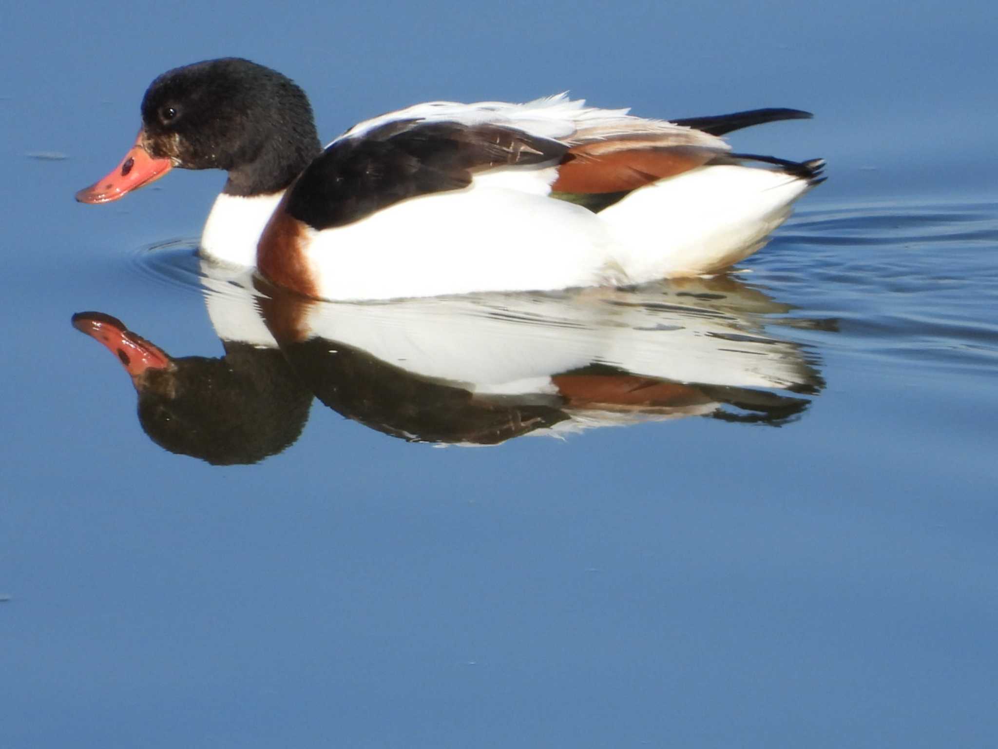 Photo of Common Shelduck at 岡山笠岡 by タケ