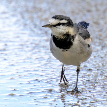 Thu, 1/4/2024 Birding report at 鴨川