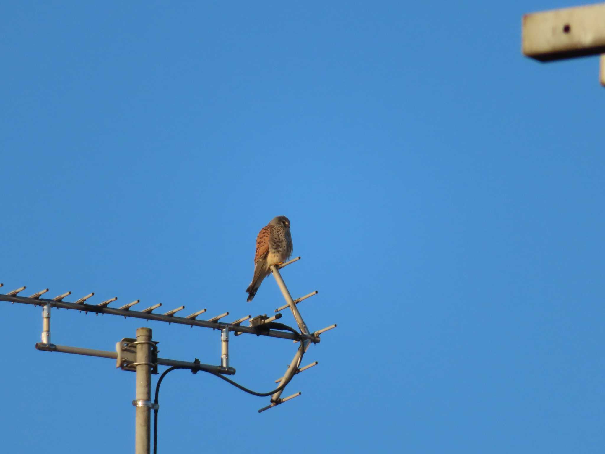 Common Kestrel