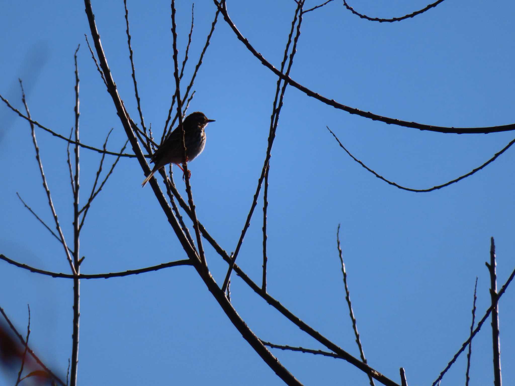 Water Pipit